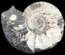 Wide Kosmoceras Ammonite - England #42636-1